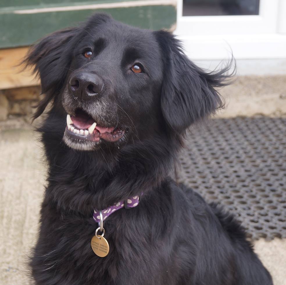 flat coated retriever spaniel mix