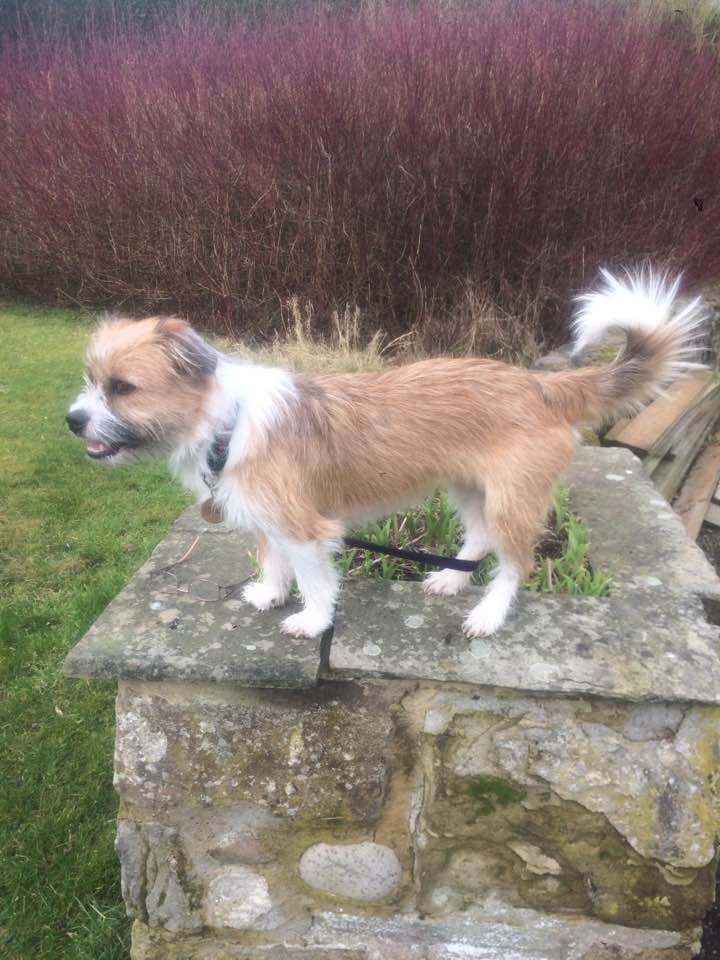 shih tzu x collie